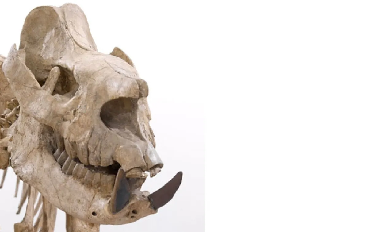 ROM's Reed Gallery of the Age of Mammals, explore the evolution of animal species and why they exist where they are. The Rhino was once common and diverse in North America, but now extinct here. This Rhino skull is about 5 million years old, and was discovered in Kansas.