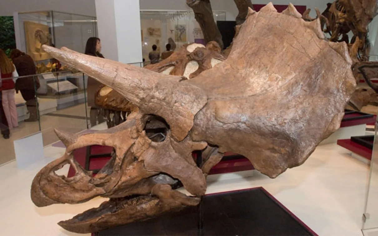James and Louise Temerty Galleries of the Age of Dinosaurs, Au Canada, les découvertes importantes de dinosaures cératopsiens (à cornes) au cours des dix dernières années continuent de combler les lacunes dans notre connaissance de l'évolution des dinosaures. Explorez l'impressionnante exposition de véritables crânes de dinosaures à cornes du ROM, dont le célèbre Triceratops.