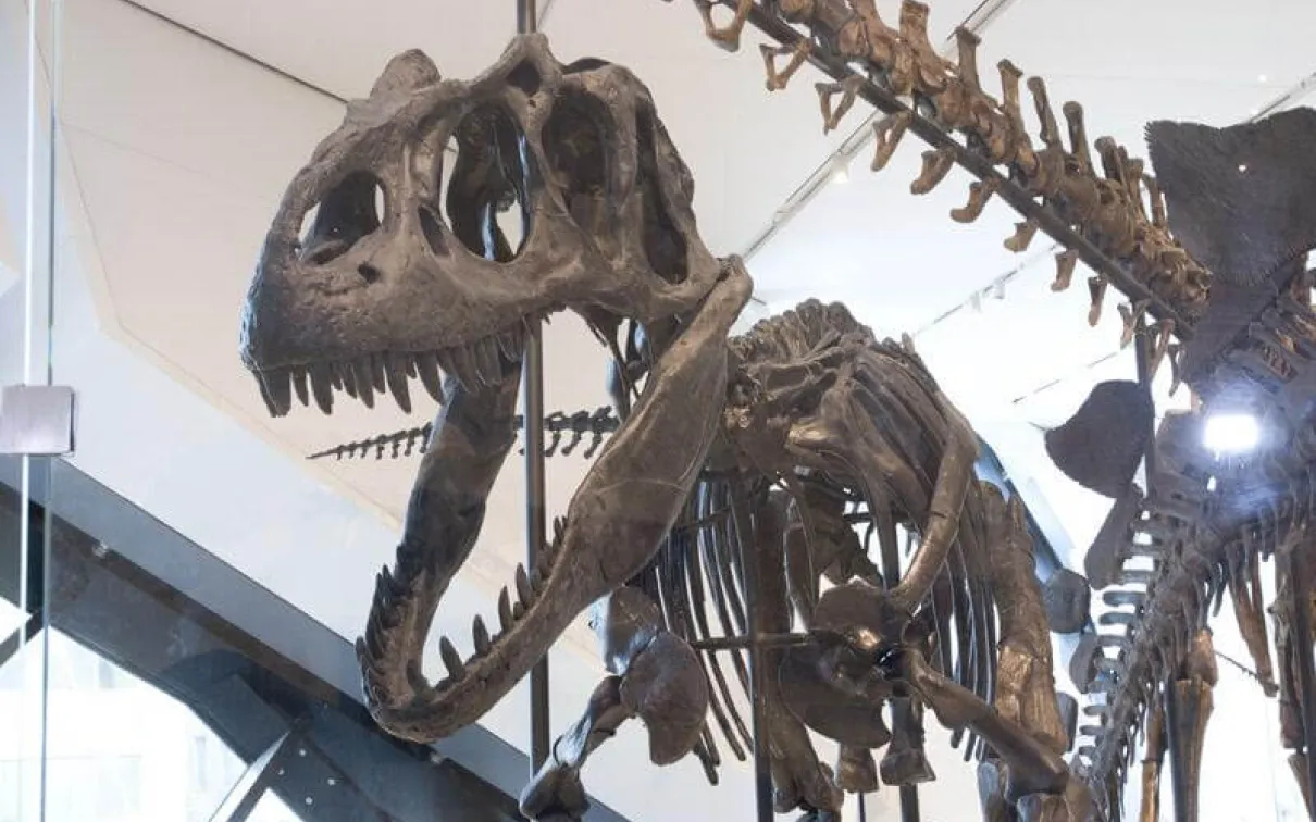 Theropod.
