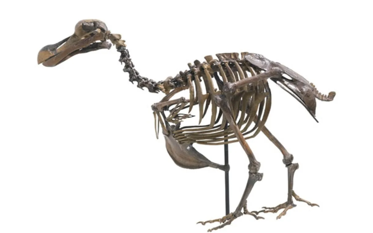Extinct Dodo, Common on Mauritius in the 1600s, Dodos were extinct within a hundred years. Very few complete specimens exist in museum collections. The ROM's rare Dodo skeleton came from Harvard University – traded for the skull of an Anchiceratops.