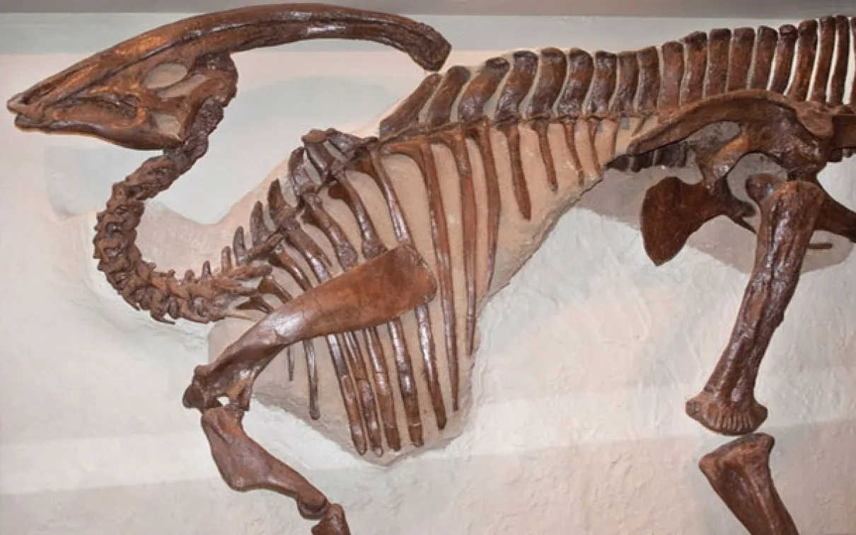 ROM is home to a world-recognized collection of duck-billed dinosaurs. These plant eaters were very abundant at the end of the Age of Dinosaurs. Six complete, original fossil skeletons of this diverse group are on display, including the ROM’s most famous fossil: the real fossil skeleton of the iconic tube-crested Parasaurolophus walkeri.