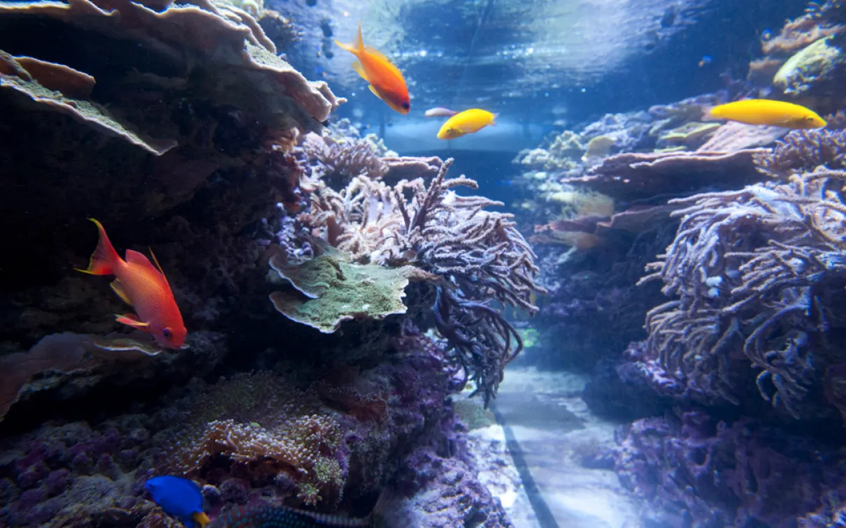 Track the myriad of fishes in the live coral reef