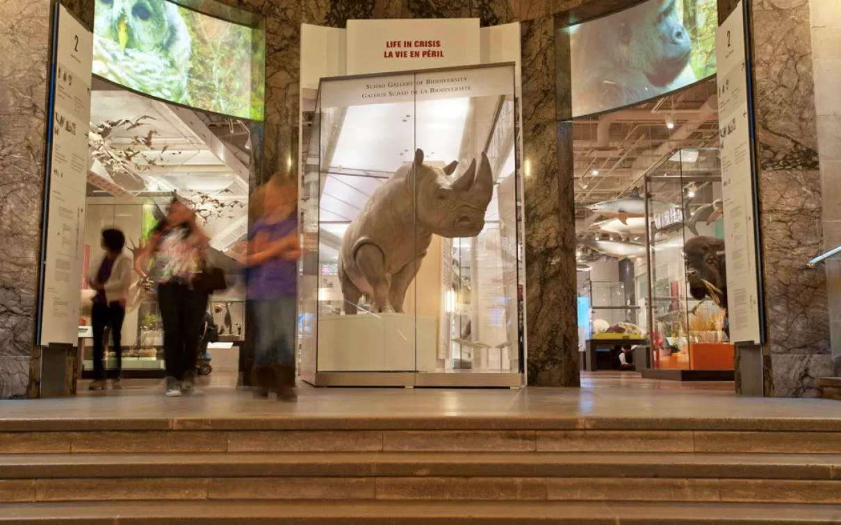 This white rhino is a rare specimen and the centerpiece of the Life in Crisis: Schad Gallery of Biodiversity.