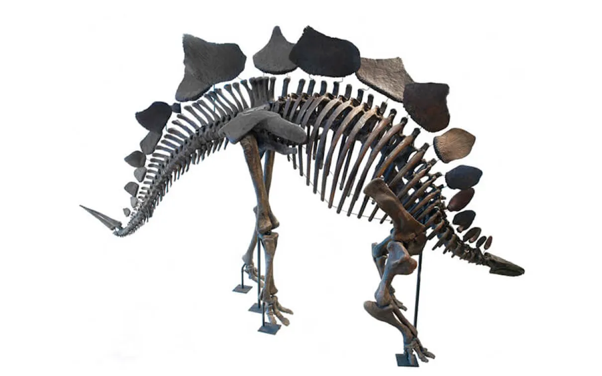 Fossil skeleton of the the dinosaur stegosaurus.
