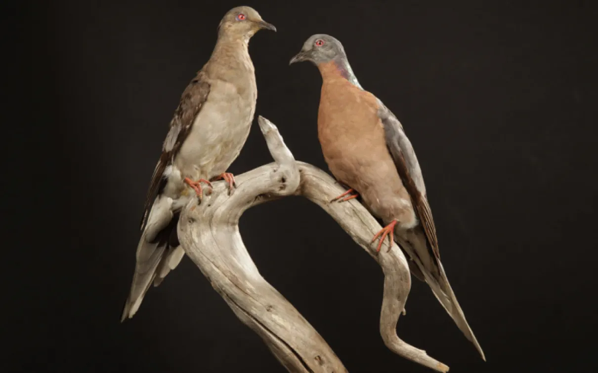 from Empty Skies: the Passenger Pigeon Legacy