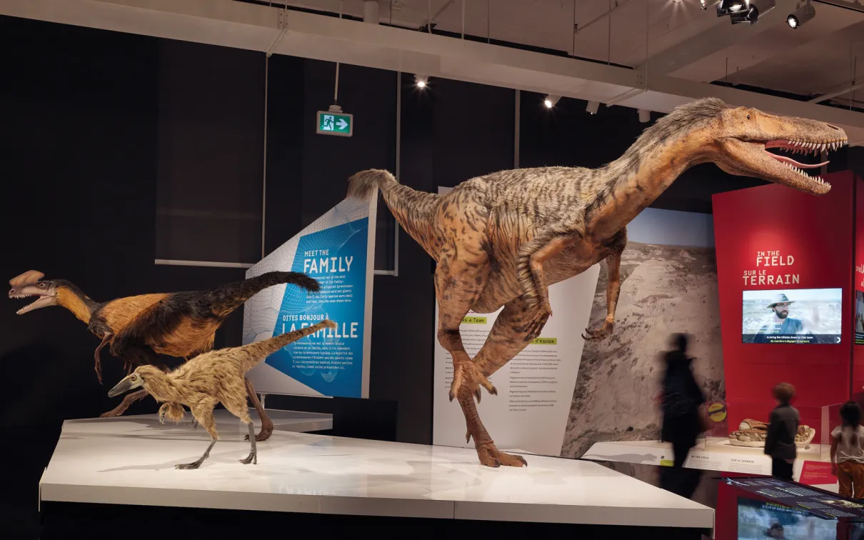 Photo of an installation platform with three Tyrannosaur models of different sizes.