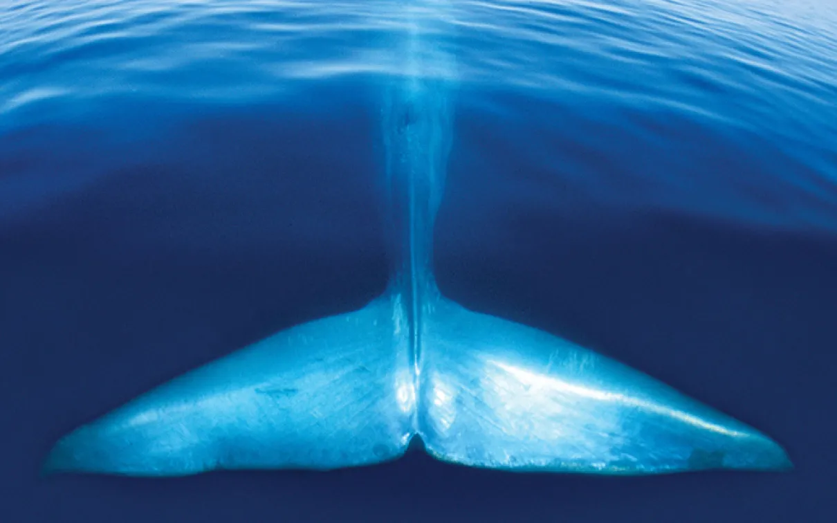 Blue Whale Discovered