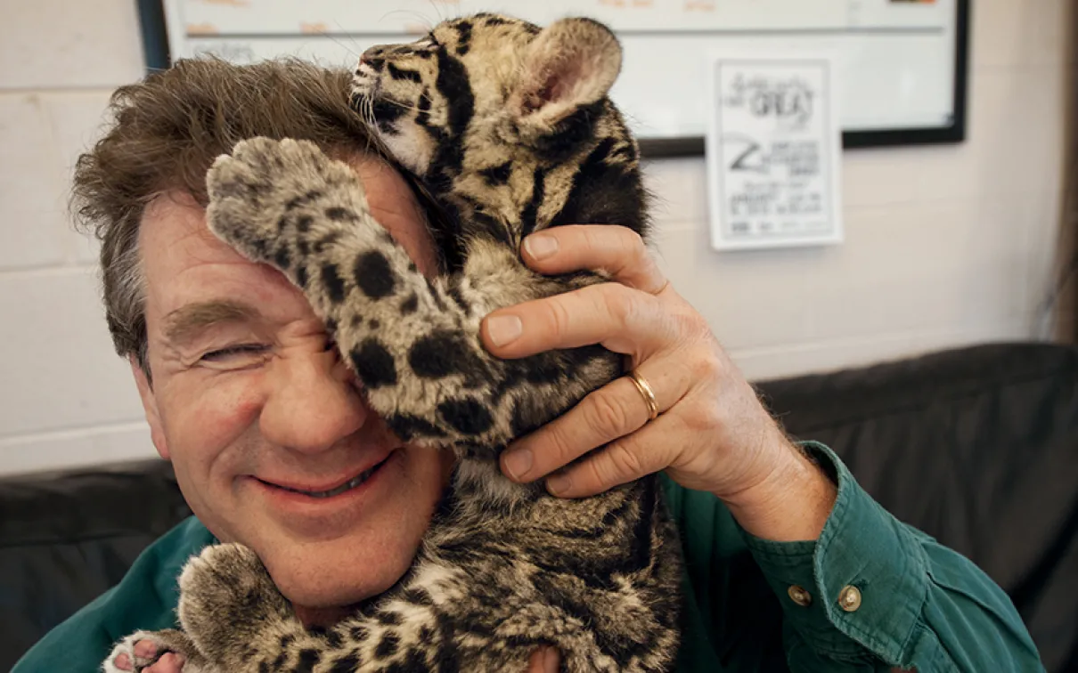 After a photo shoot at the Columbus Zoo in Ohio, a clouded leopard cub climbs on photographer Joel Sartore’s head. Photo by Grahm S. Jones. Columbus Zoo and Aquarium, Ohio. National Geographic Photo Ark 
