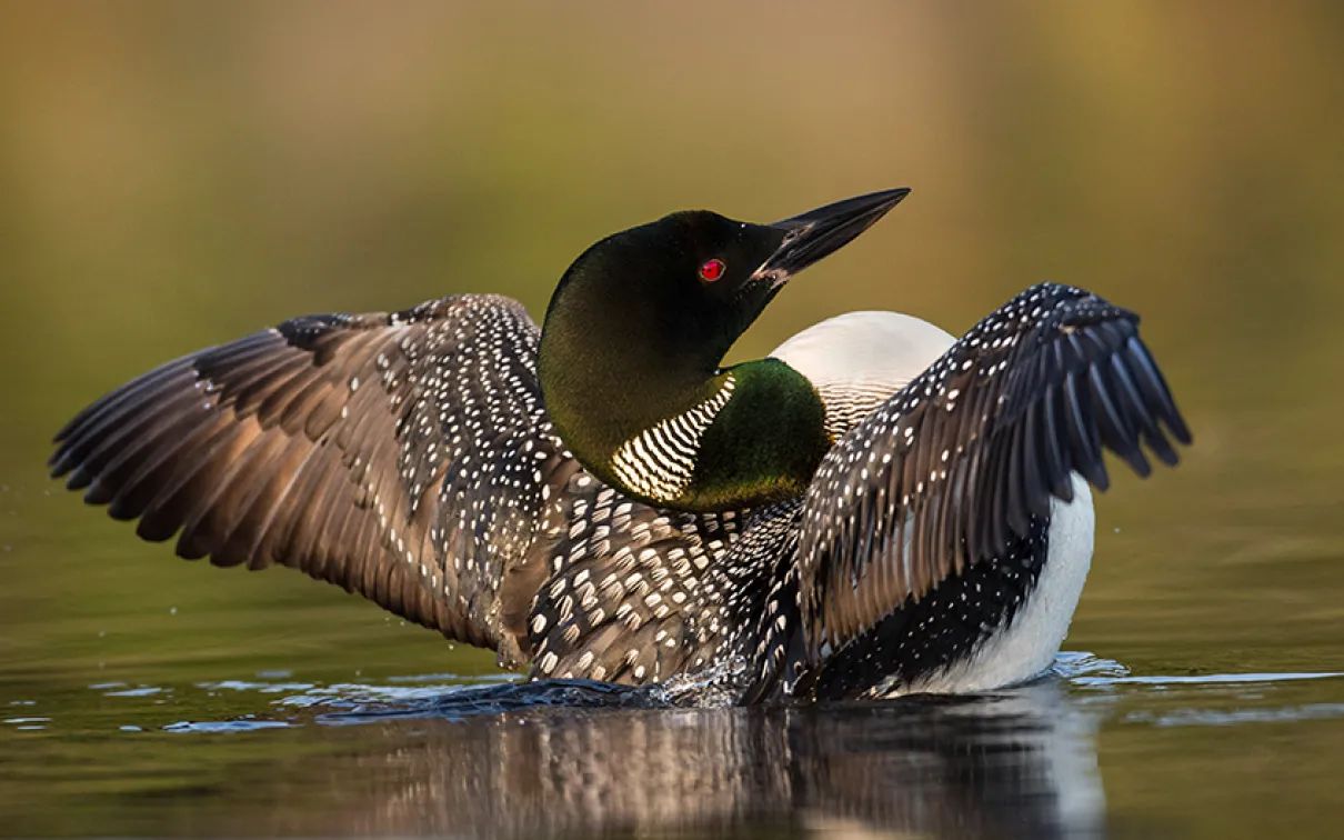 Loon about to take flight.