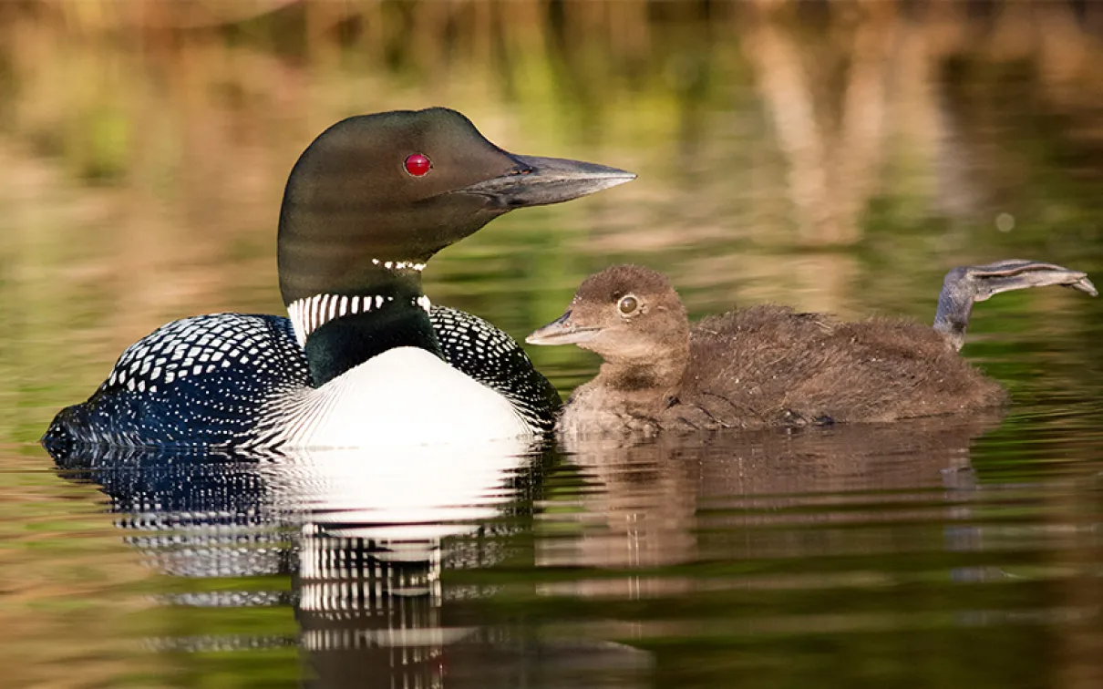 Common loon (Gavia immer)
