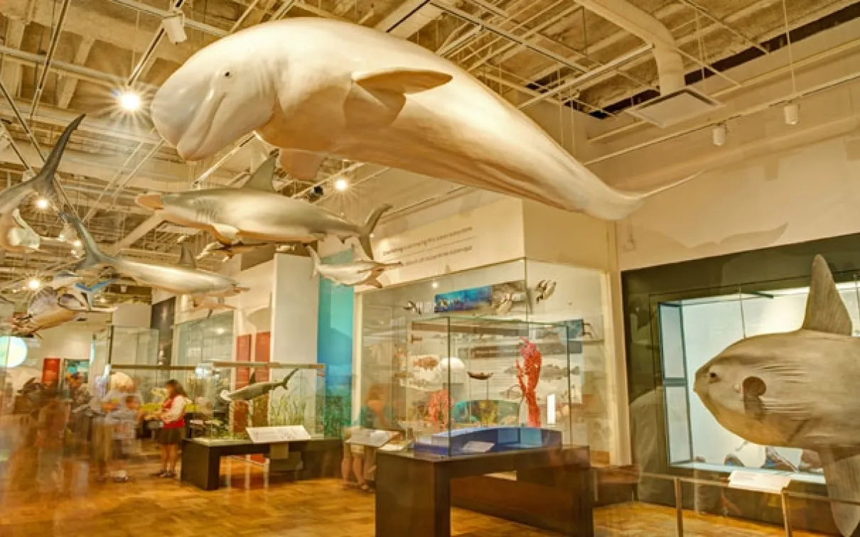 Climate change and habitat destruction are just two factors contributing to species extinction. Learn about species that are threatened or have disappeared because of human influence – some of them from our own back yard.