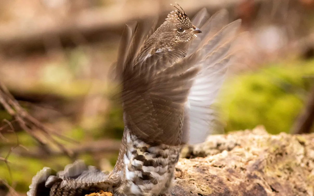 A Ruffed Grouse working hard in hopes of attracting a mate.