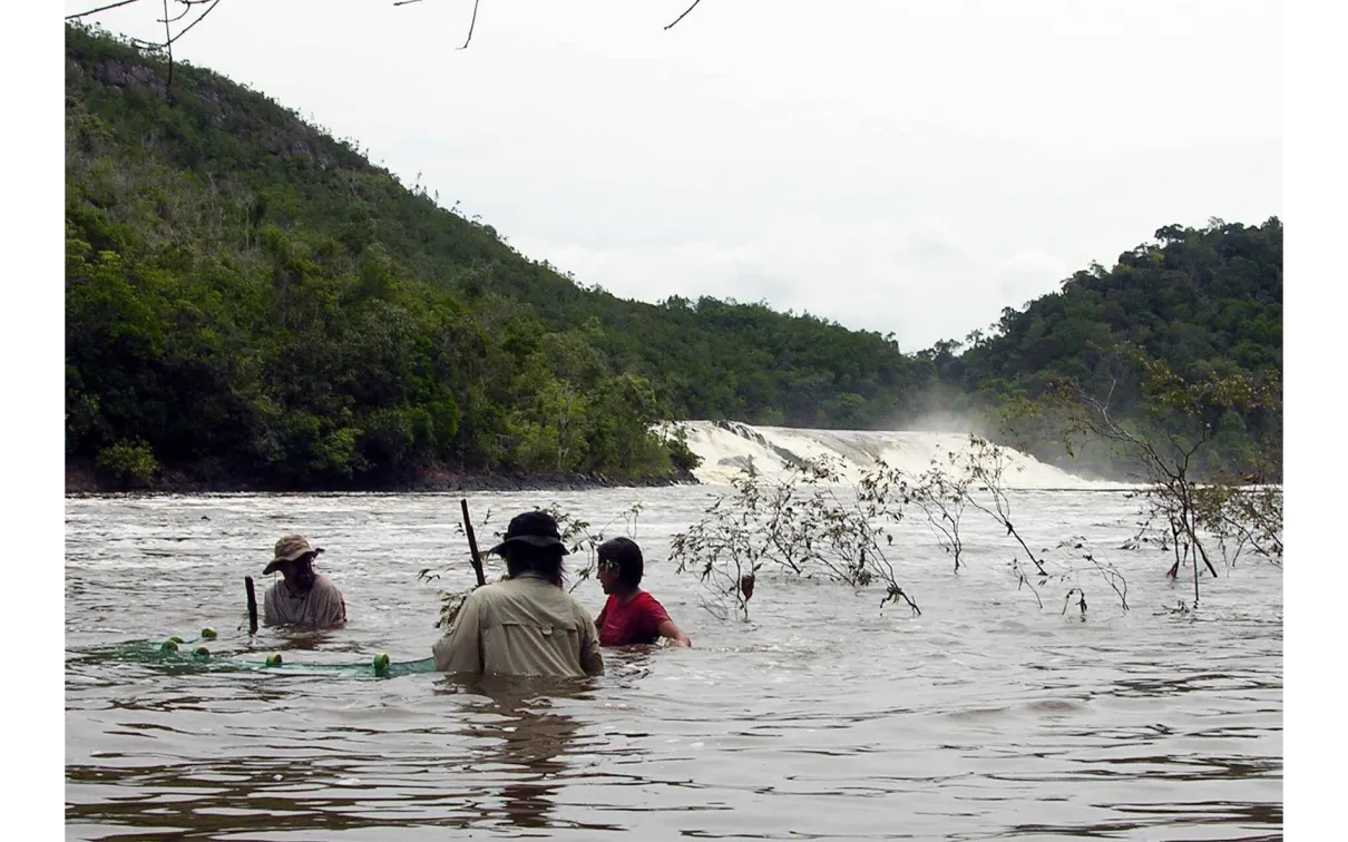Teammates Tim Wesley and Mariangeles Arce (right) help the author drag a net through the flooded habitat downstream of Salto de Oso.