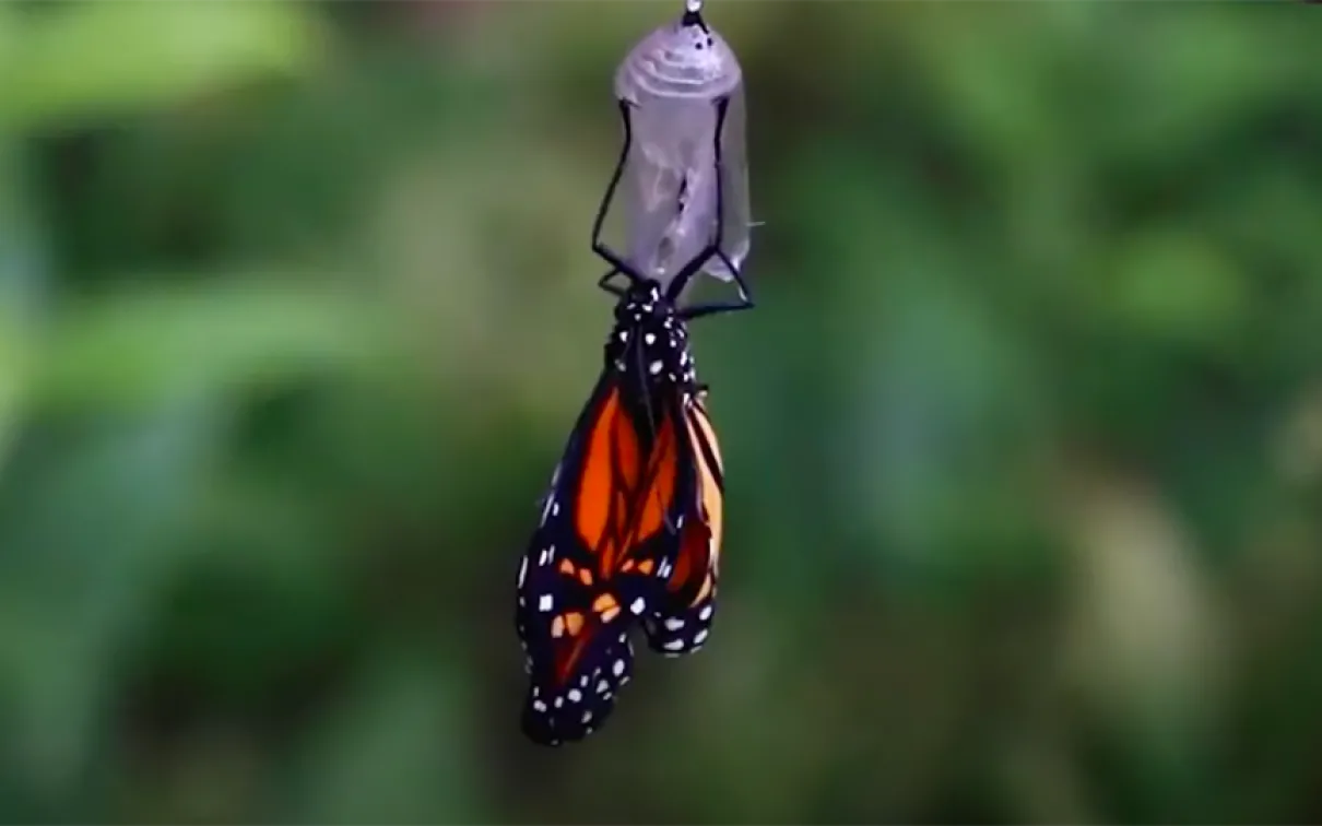 Monarch butterfly emerging from cacoon.
