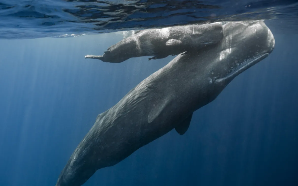 Maman et baleineau, baleines