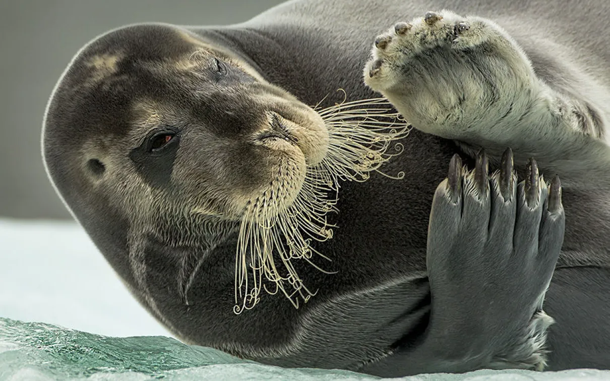 Walrus laying on it's side
