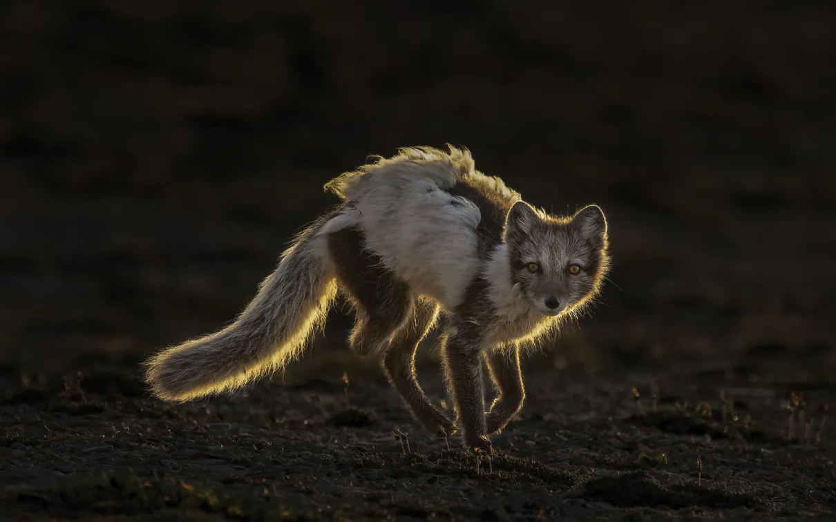 An arctic fox in its ragged summer coat, facing the camera, backlit by the low midnight sun.