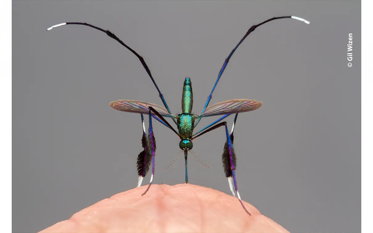 Beautiful bloodsucker 