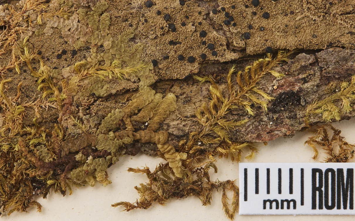 The little black dots, or apothecia, among the various mosses are <i>Bacidia schweinitzi</i>, commonly known as surprise lichen. The specimen was collected by John Macoun (1832–1920) in 1873 near Belleville. Photo by James Barr.