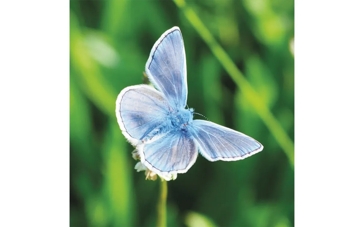 European Common Blue butterfly