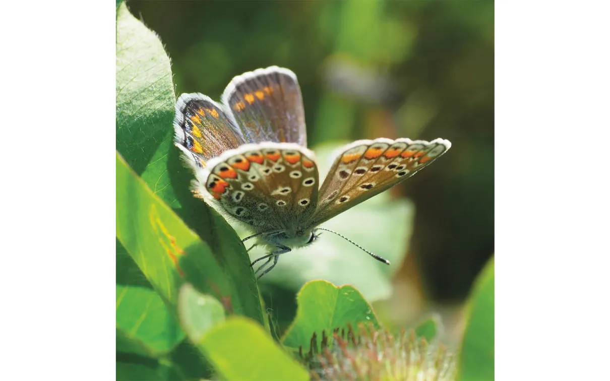 Female European Common Blue butterfly