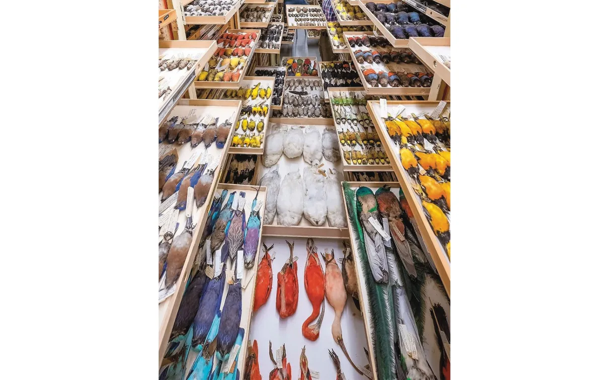 La collection ornithologique du ROM