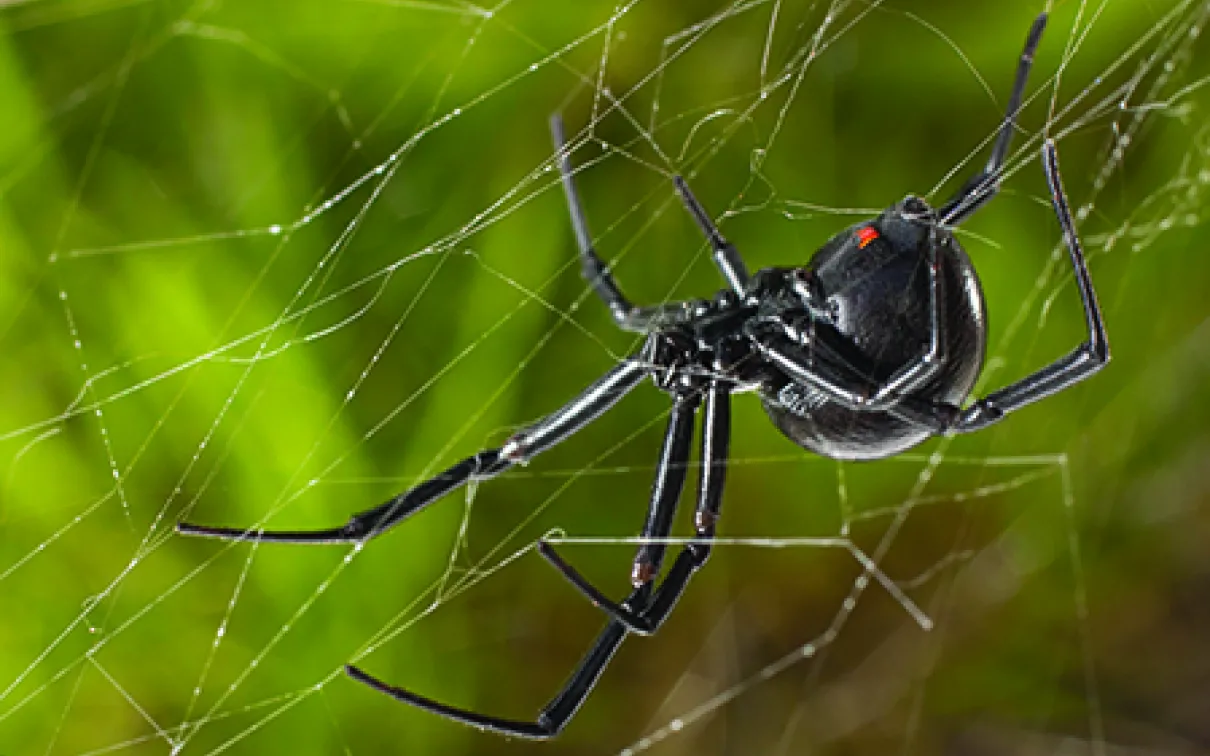 Veuve noire de l'Ouest
