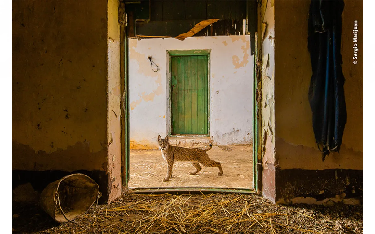 Lynx on the threshold.   Featured in Wildlife Photographer of the Year 2021.