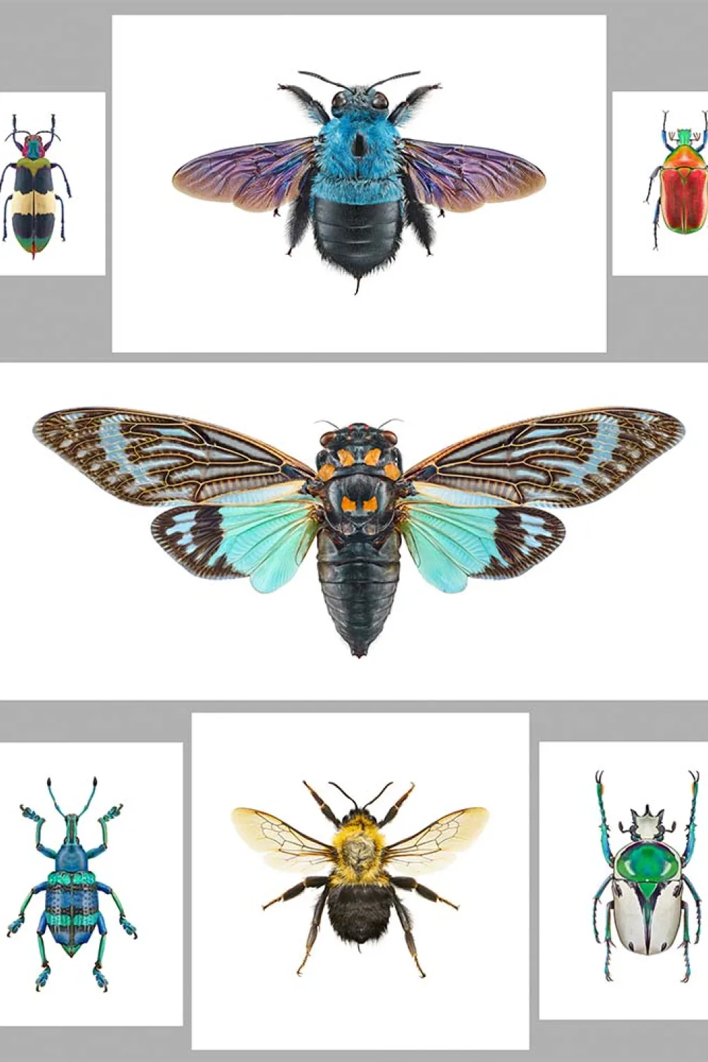 Insects arranged in a grid.