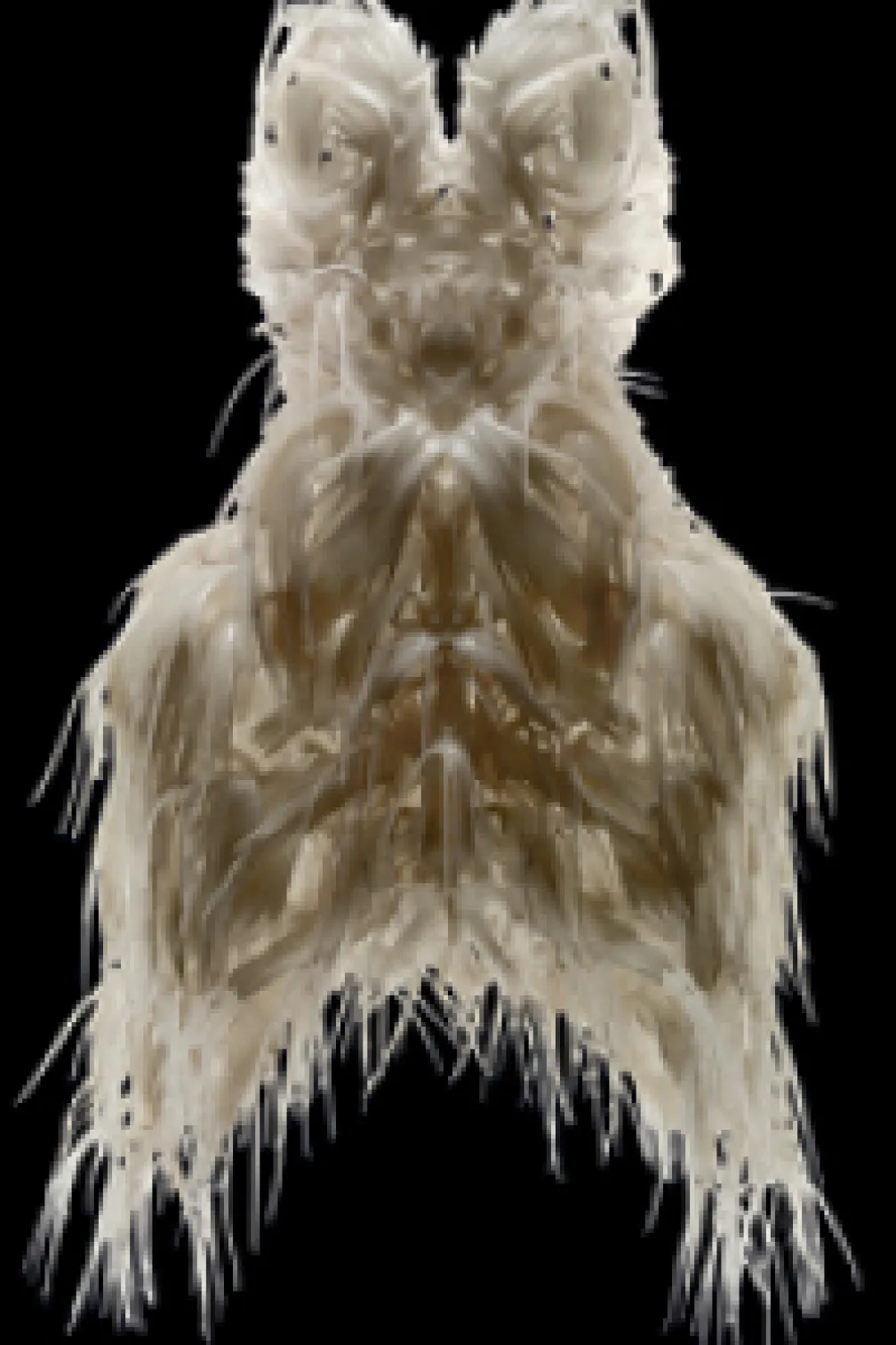 Biopiracy, Dress