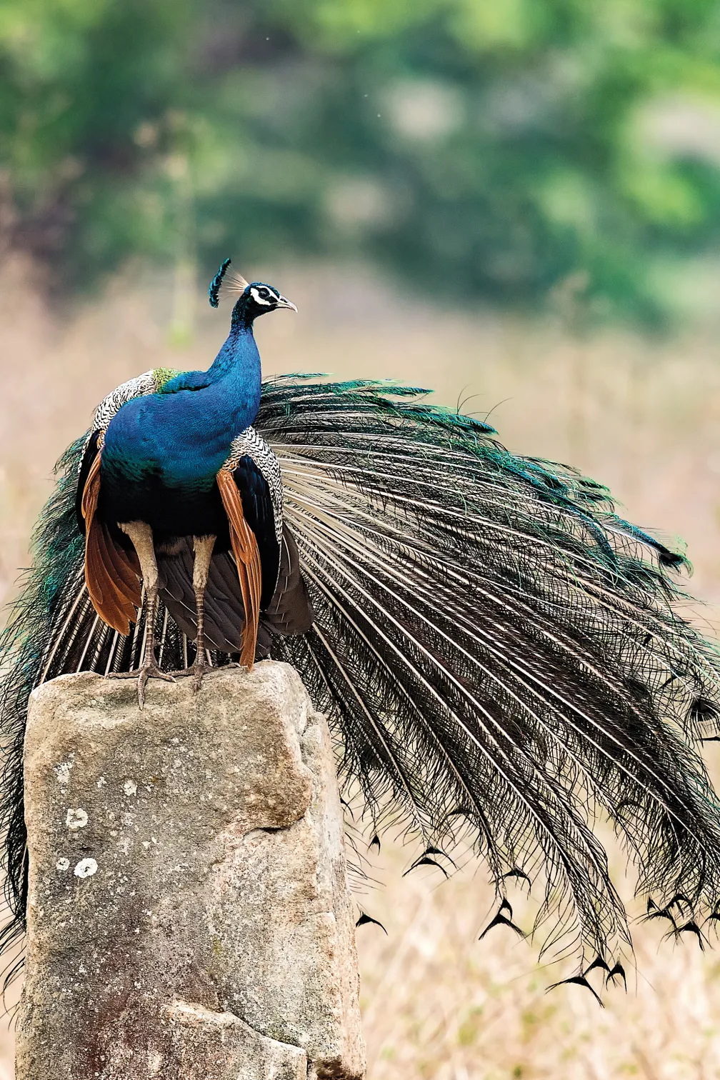 Peacock standing on a concrete column surrounded by golden grasses and trees.