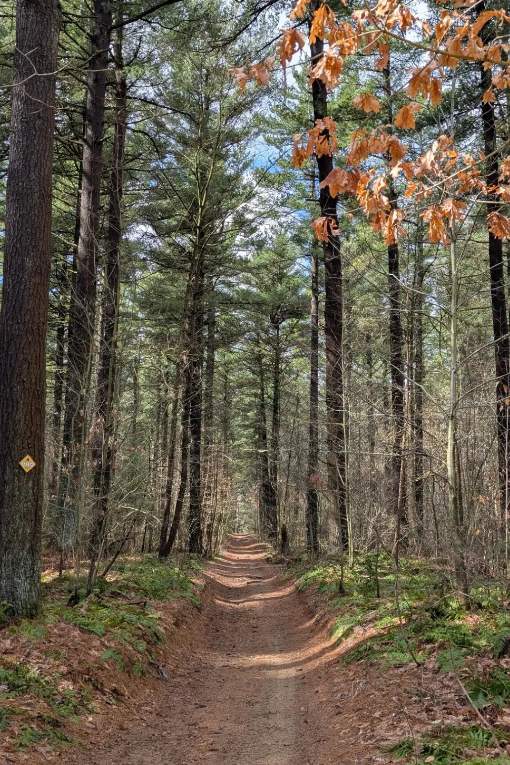 Magical Trail
