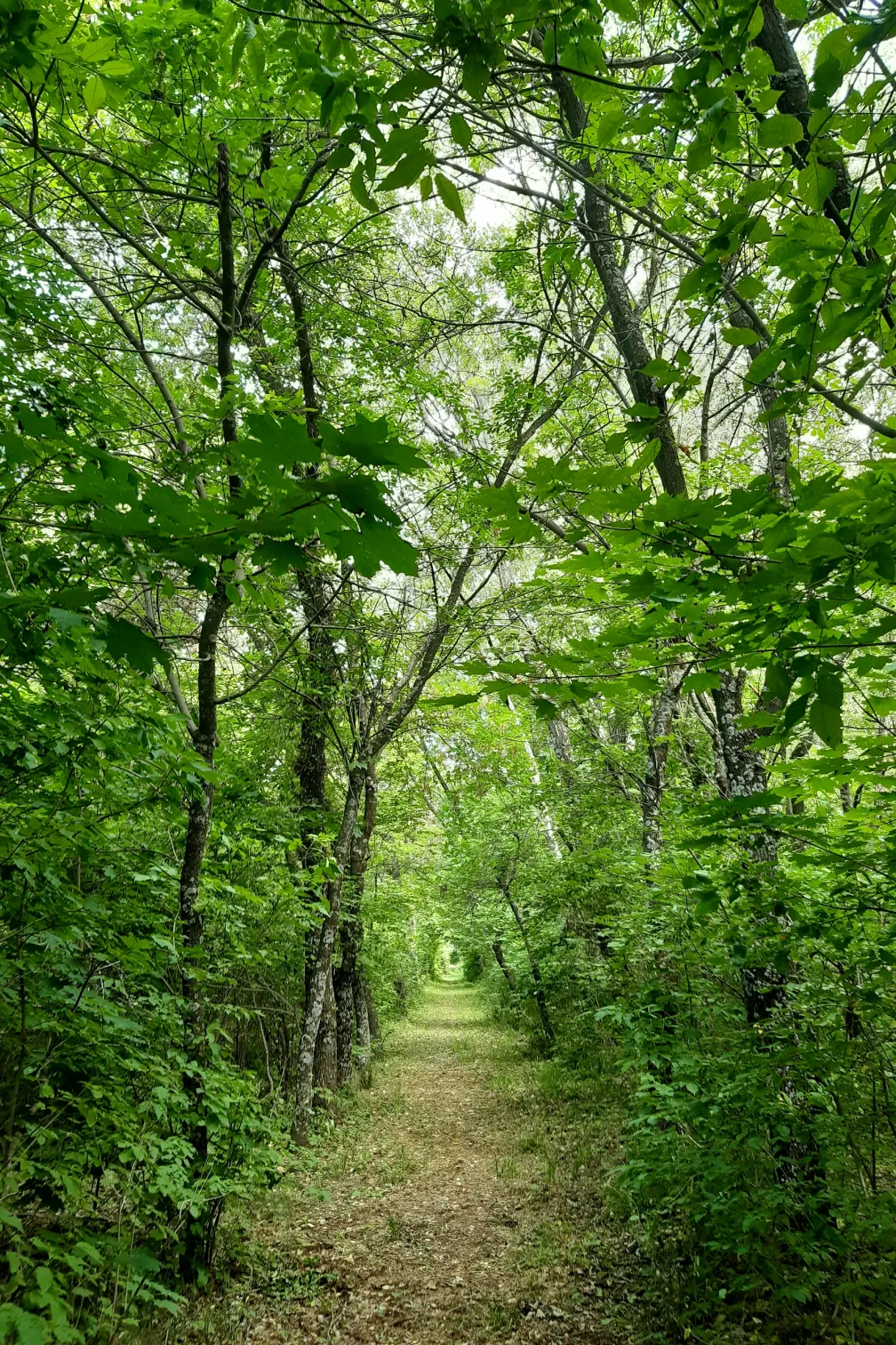 Trees along path at Turkey point 