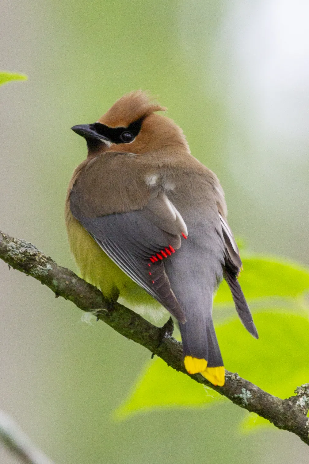 Cedar Waxwing 