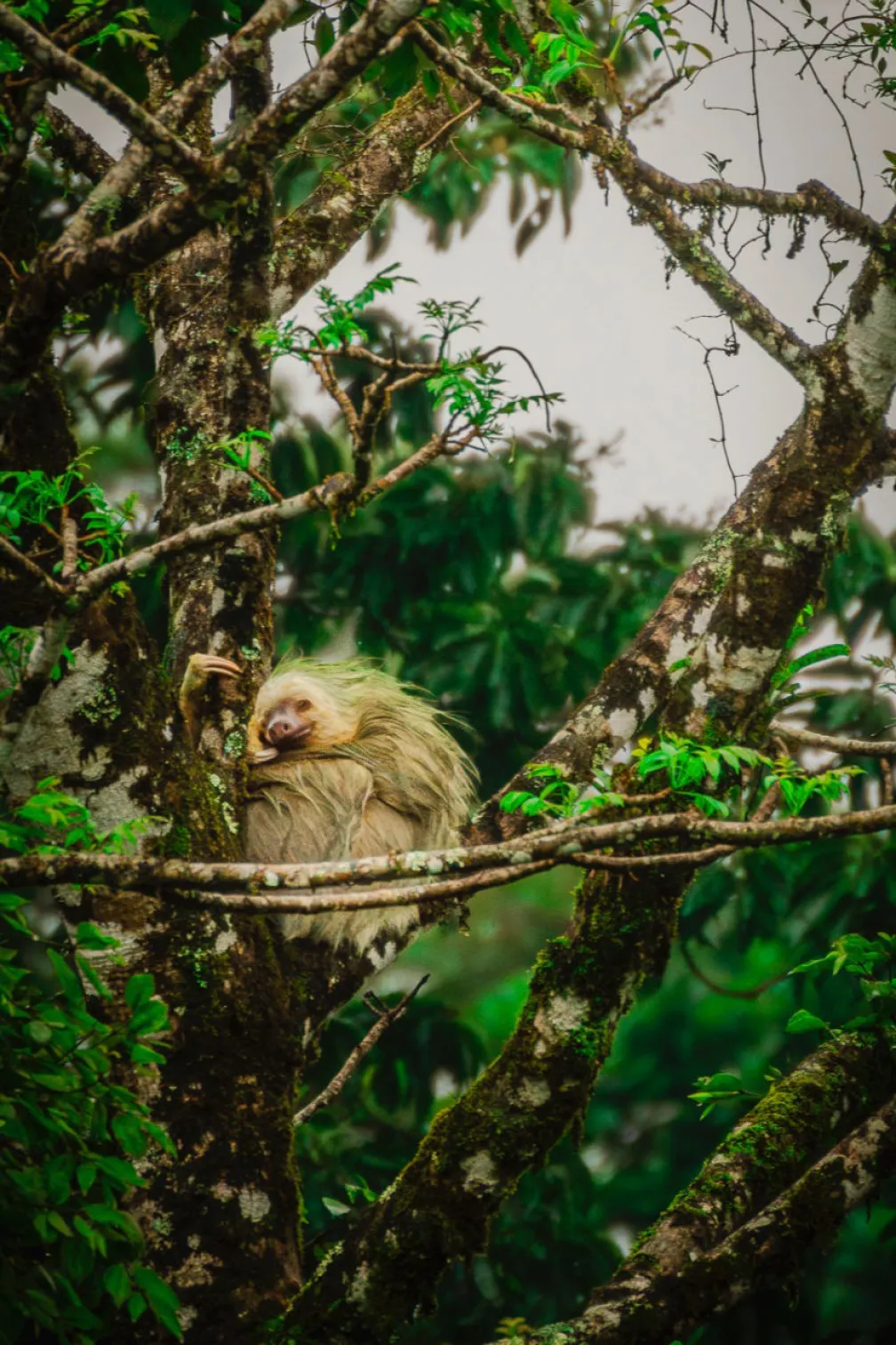 A slot sits comfortably on a branch with its arms wrapped around a tall tree