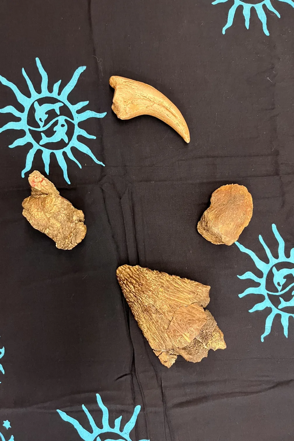 Four brown fossils on a navy table cloth.
