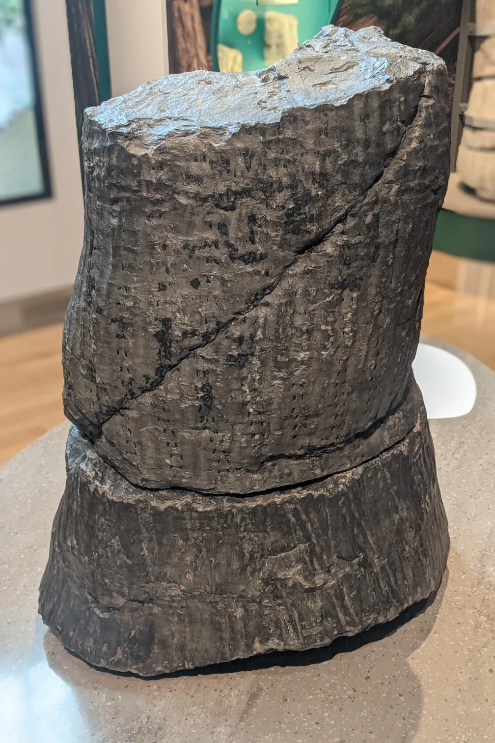 Dark grey fossil of the large stem of a lycophyte plant. The surface of the stem has wavy patterns on it.