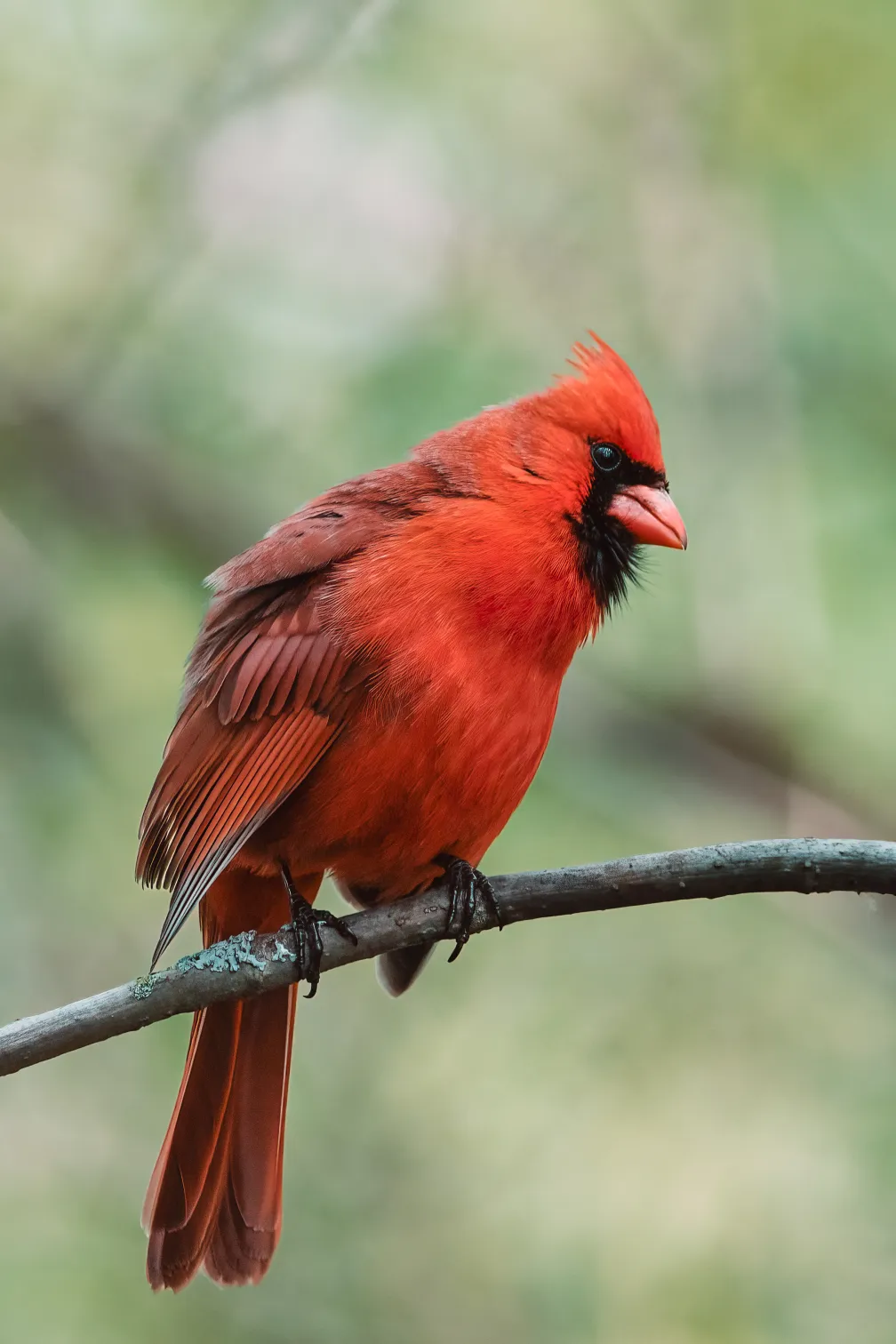 Cardinal © Ankur Khurana