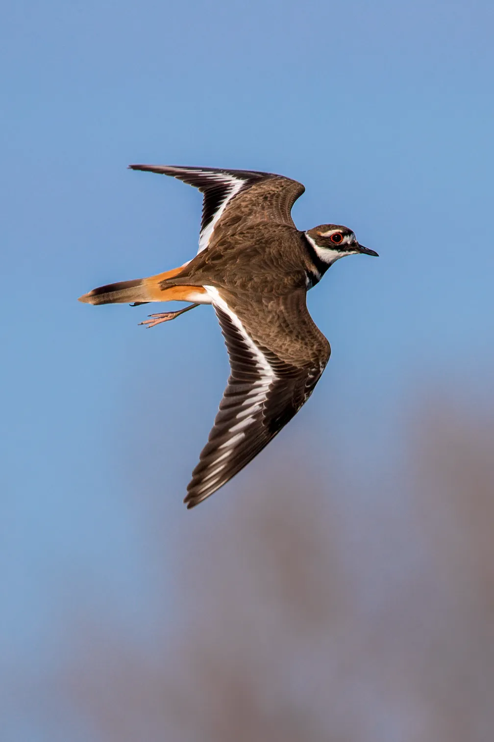 Killdeer © Ankur Khurana