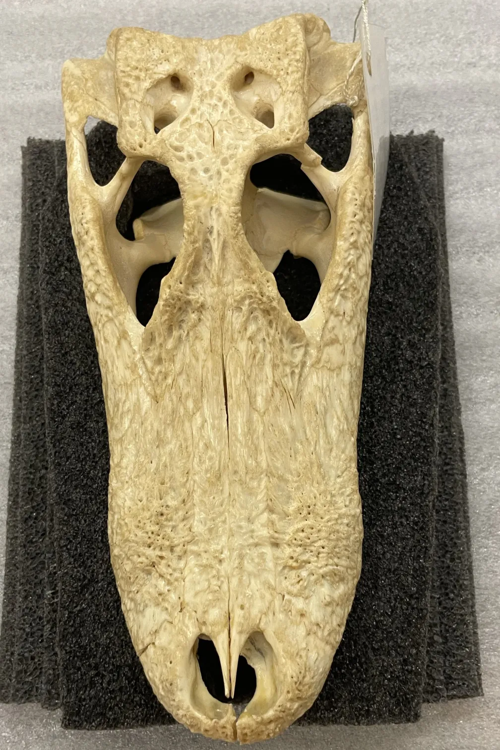 Overhead view of the top half of an alligator skull on top of black styrofoam on a white mat. 