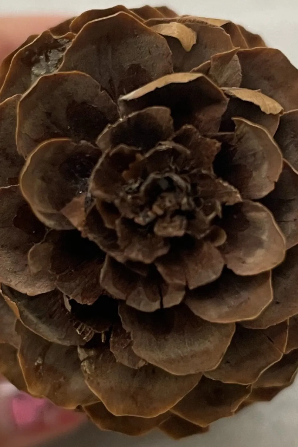 Image of a pinecone being held by a hand over a white mat, viewing the pinecone from the tip