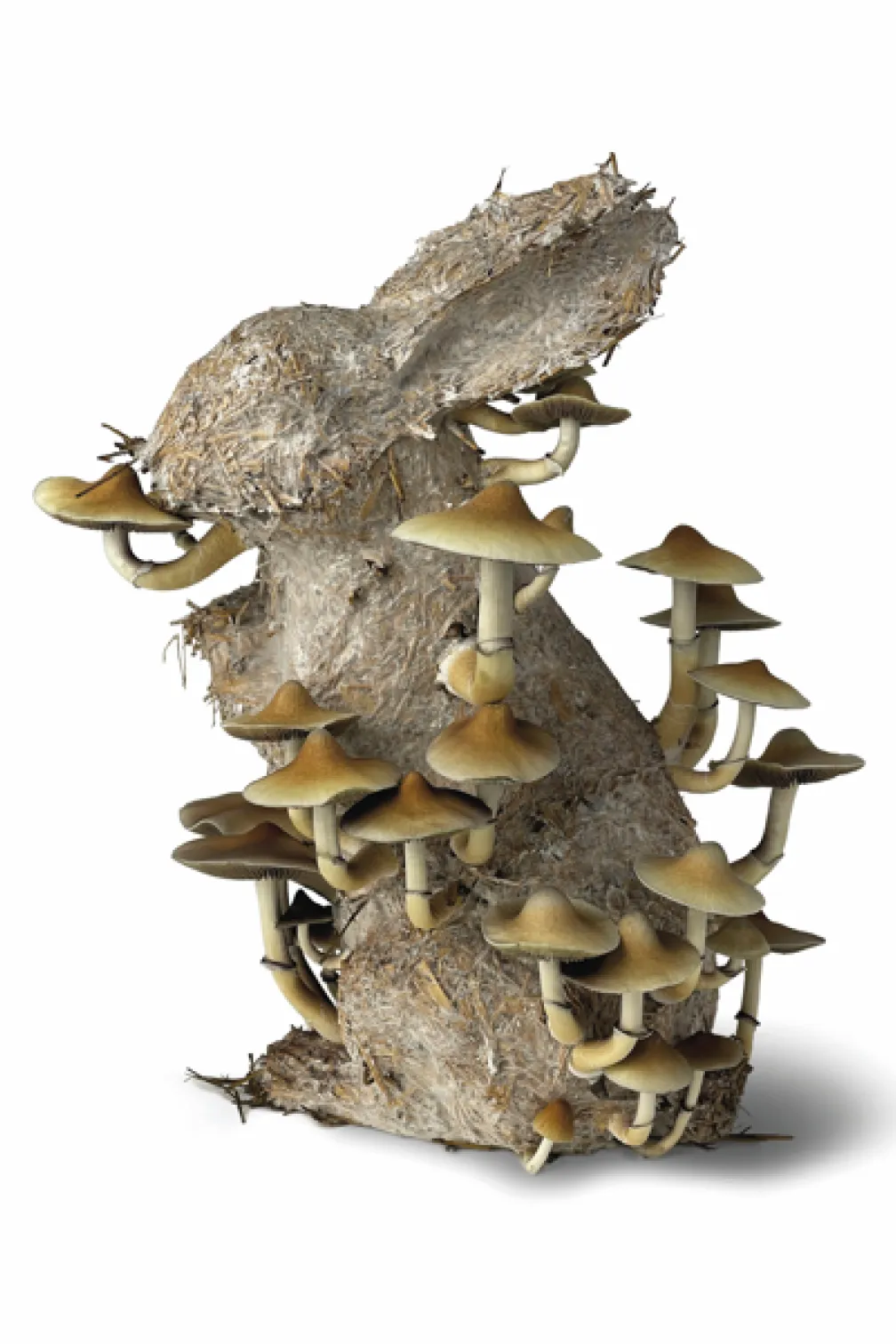 Sculptural rabbit form made from fibrous organic material, with clusters of tan mushrooms growing from its surface against a plain light background.