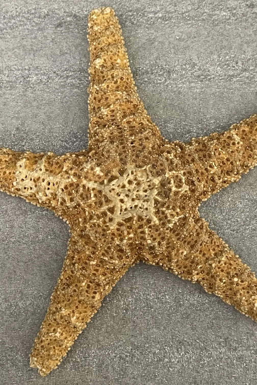 An overhead view of a pink orange sea star on a white mat.