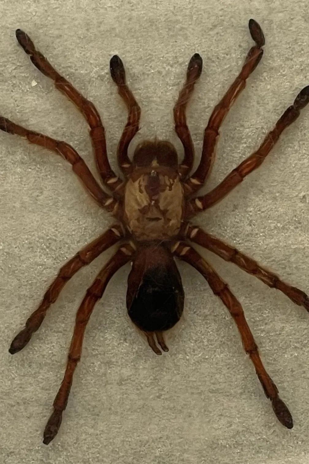 A tarantula in resin on top of a white mat.