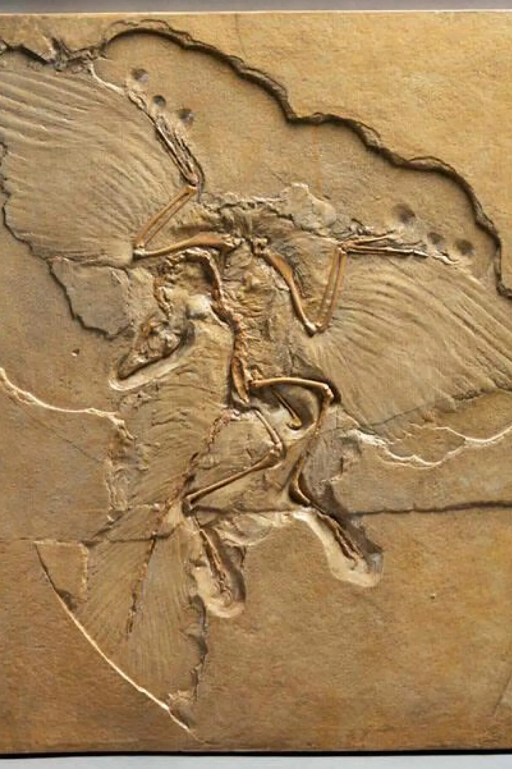 A fossil skeleton of a reptile showing distinctive impressions of wing feathers