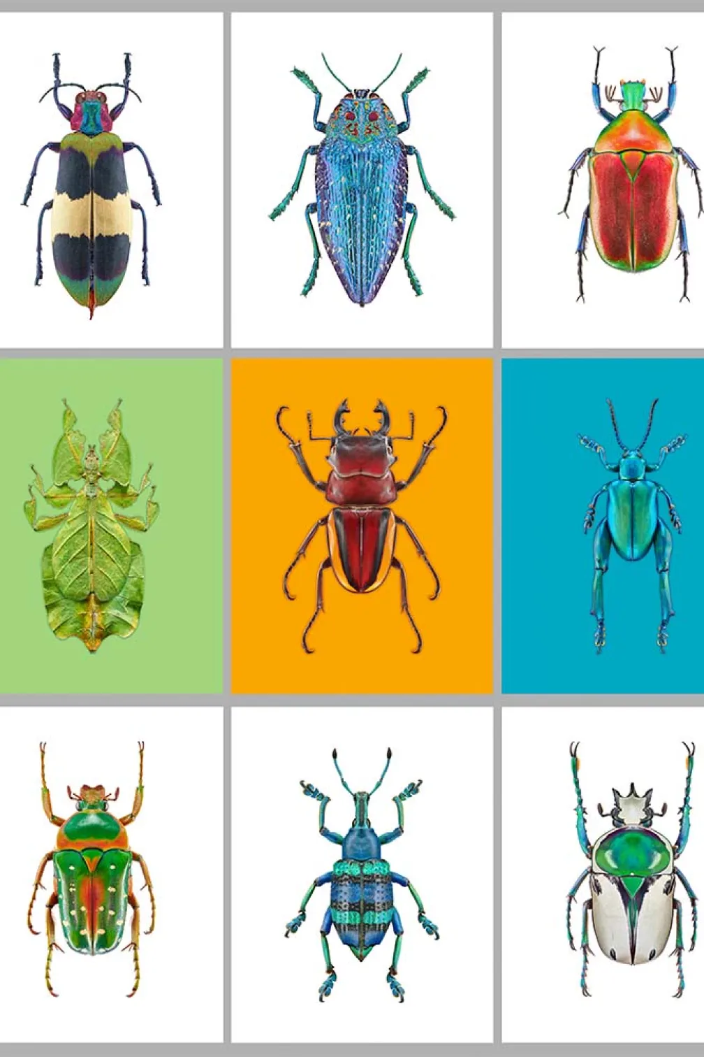 Insects arranged in a grid.