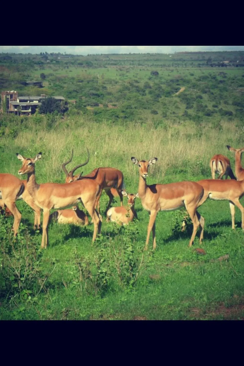 A group of antelope gather on a grassy plain.
