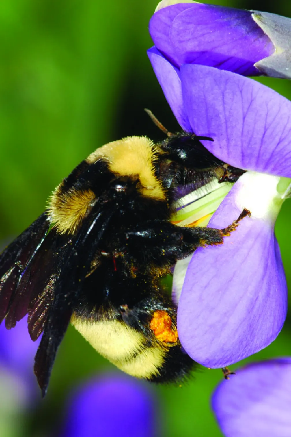 black and yellow bee resting on a purple flower
