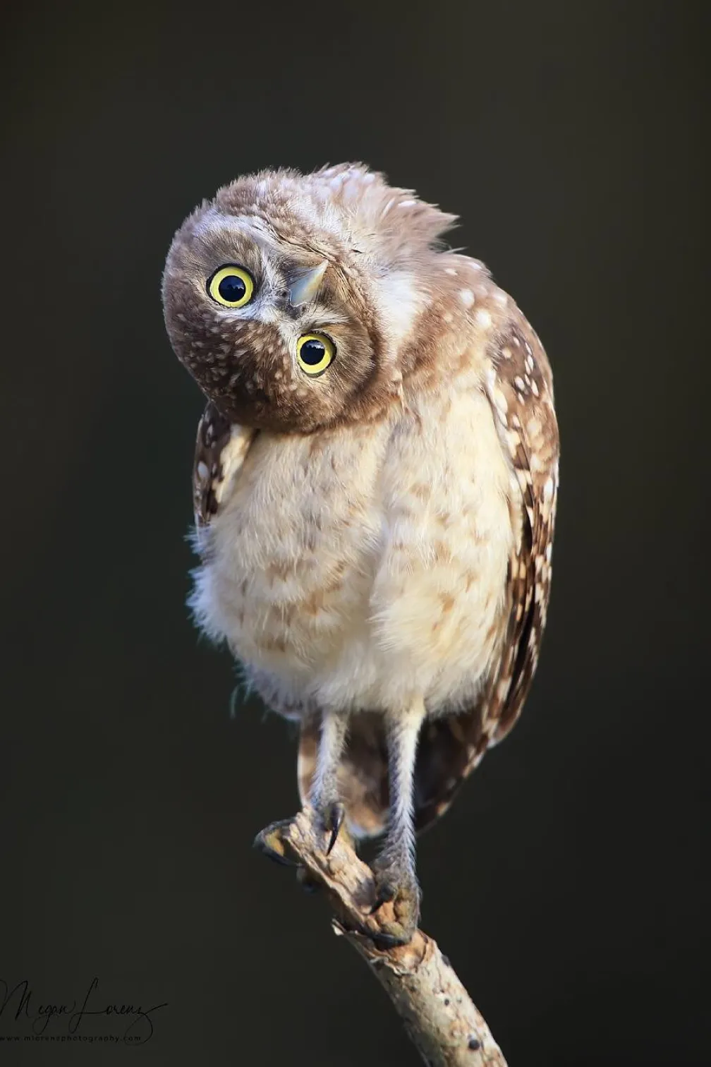 owlet standing on branch

