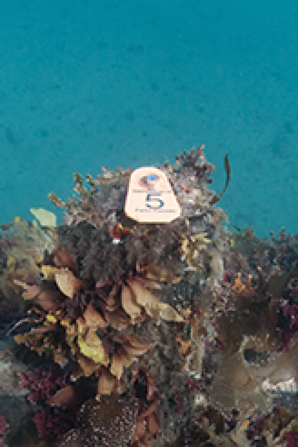 Before anything is moved from the wreck or surrounding area, archaeologists install markers called datum tags to help record the precise positions of ship features and artifacts.